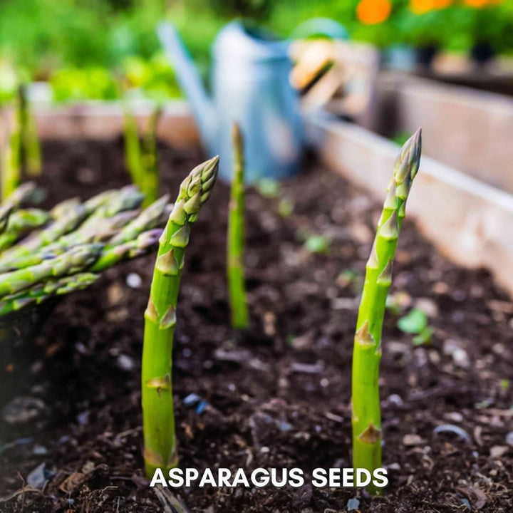 Organic Asparagus Seeds Pack of 25 / 50