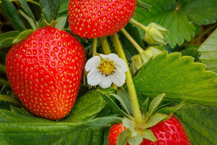 Fresh Sweet Strawberry Seeds (Hybrid) (Seeds 40)