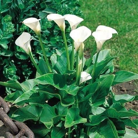 Flower Seeds Calla Lily Bulbs (Pack of 2)