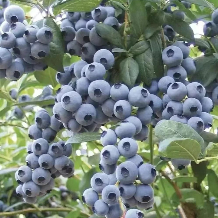 Giant Blueberry Fruit Seeds