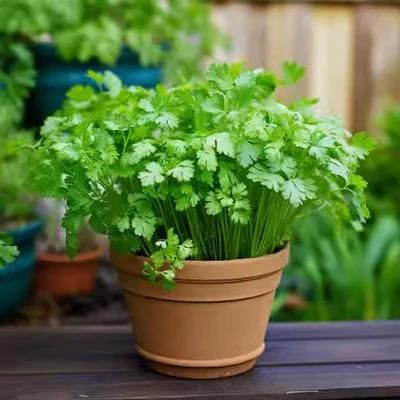 Organic Coriander seeds for Gardening (Pack of 20)