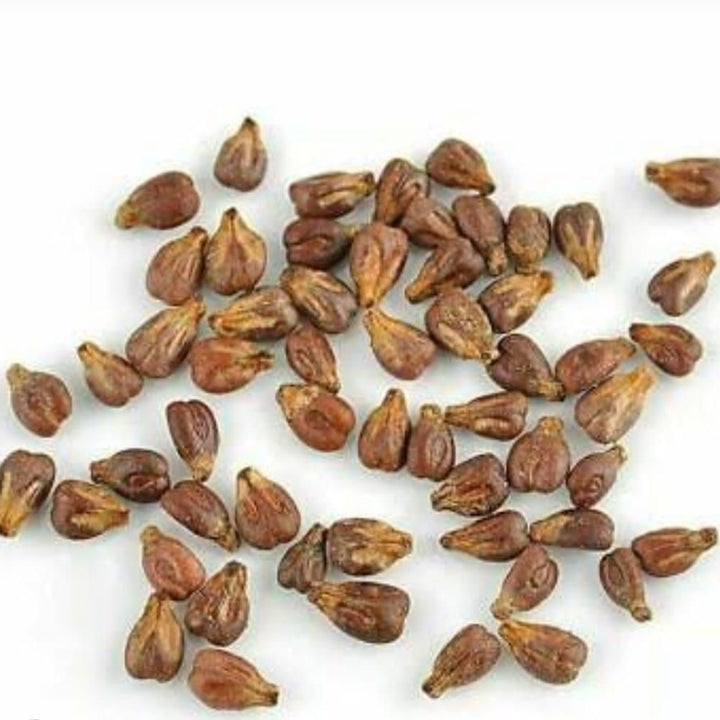 Black Grapes Hybrid Seeds