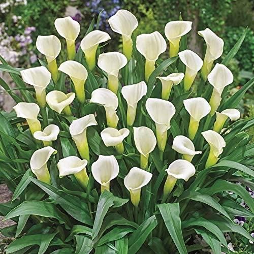 Flower Seeds Calla Lily Bulbs (Pack of 2)