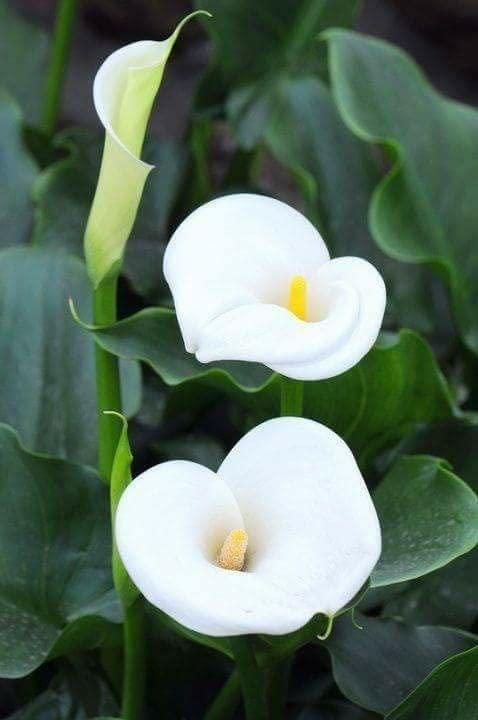 Flower Seeds Calla Lily Bulbs (Pack of 2)