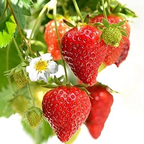 Fresh Sweet Strawberry Seeds (Hybrid) (Seeds 40)