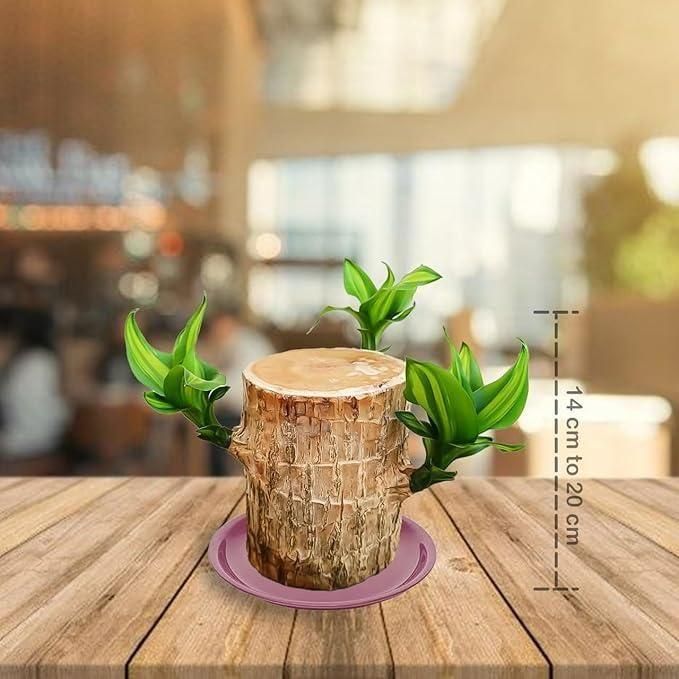 BD Brazilian Lucky Wood, Mini Home Plant Decorations