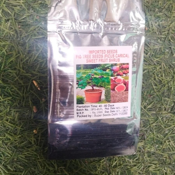 Fig Tree Seeds