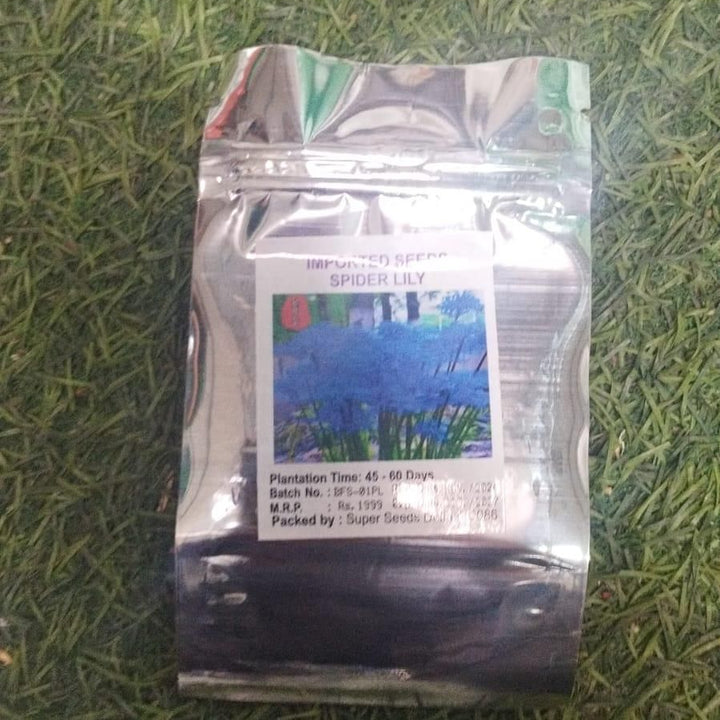 Lily Equinox Flower Bulbs Seeds