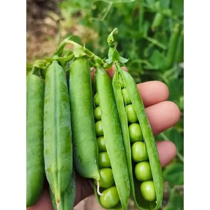 Green Peas Vegetable Seeds (Pack of 20)