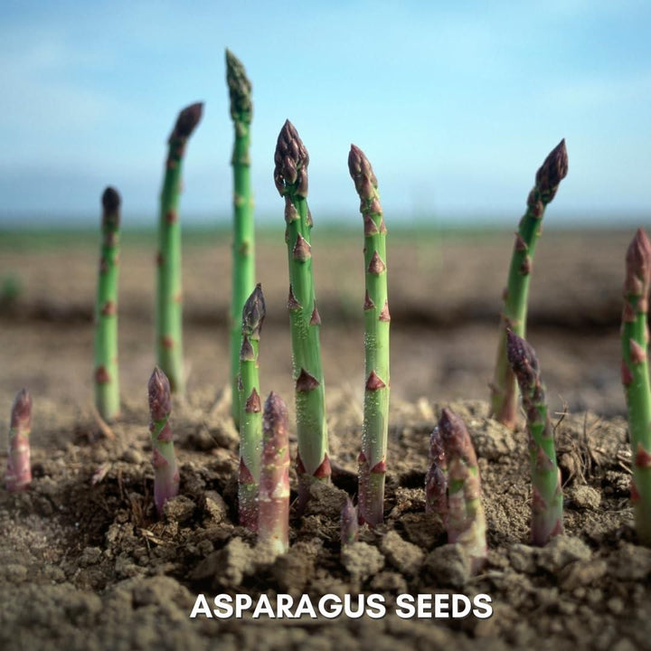 Organic Asparagus Seeds Pack of 25 / 50