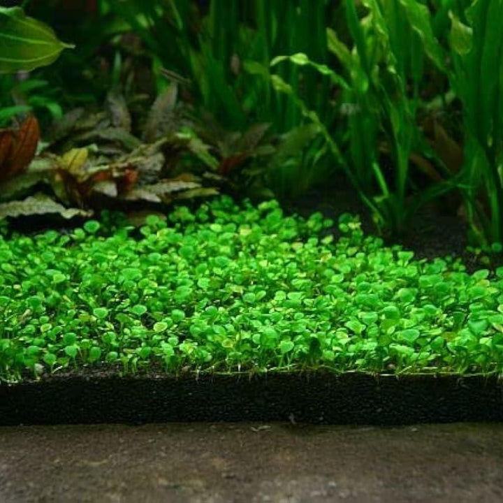 Aquatic Double Leaf Aquarium Plants Seeds