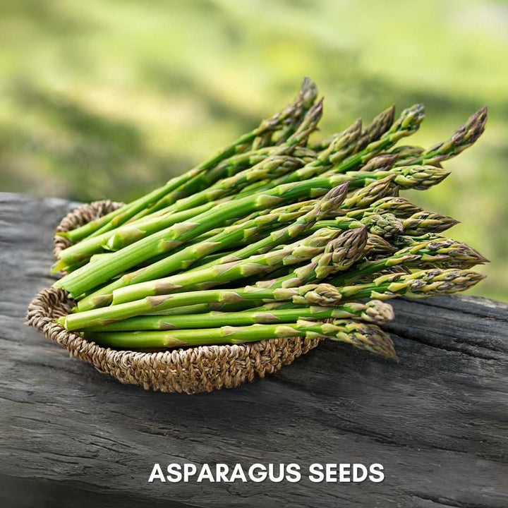 Organic Asparagus Seeds Pack of 25 / 50