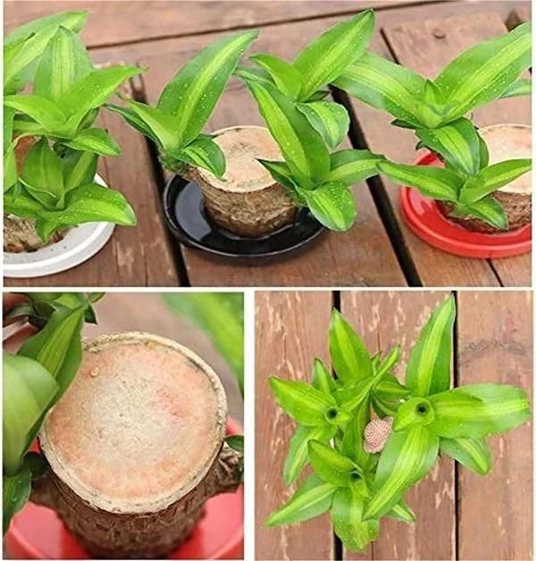 BD Brazilian Lucky Wood, Mini Home Plant Decorations