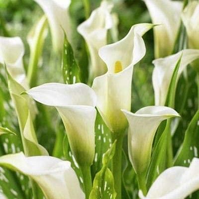 Flower Seeds Calla Lily Bulbs (Pack of 2)