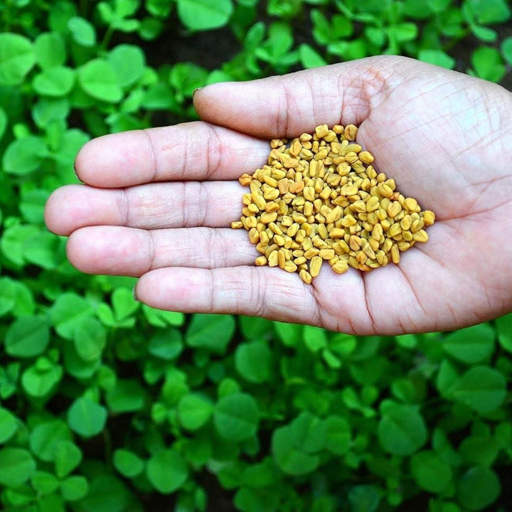 Fenugreek Vegetable Seeds (Pack of 20)