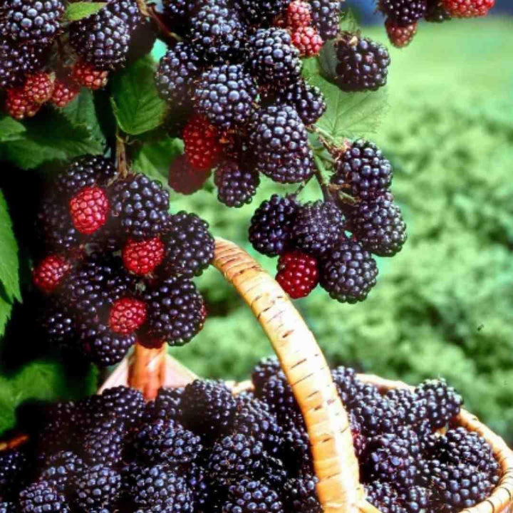 Sweet Giant Blackberry Seeds